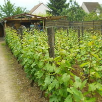 Découverte du vignoble de Saint-Martin avec dégustation du Ginglet 2025
