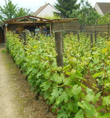Découverte du vignoble de Saint-Martin avec dégustation du Ginglet 2025