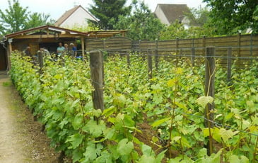 Découverte du vignoble de Saint-Martin avec dégustation du Ginglet 2025