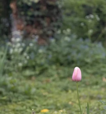 Le jardin en images