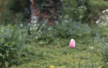 Le jardin en images